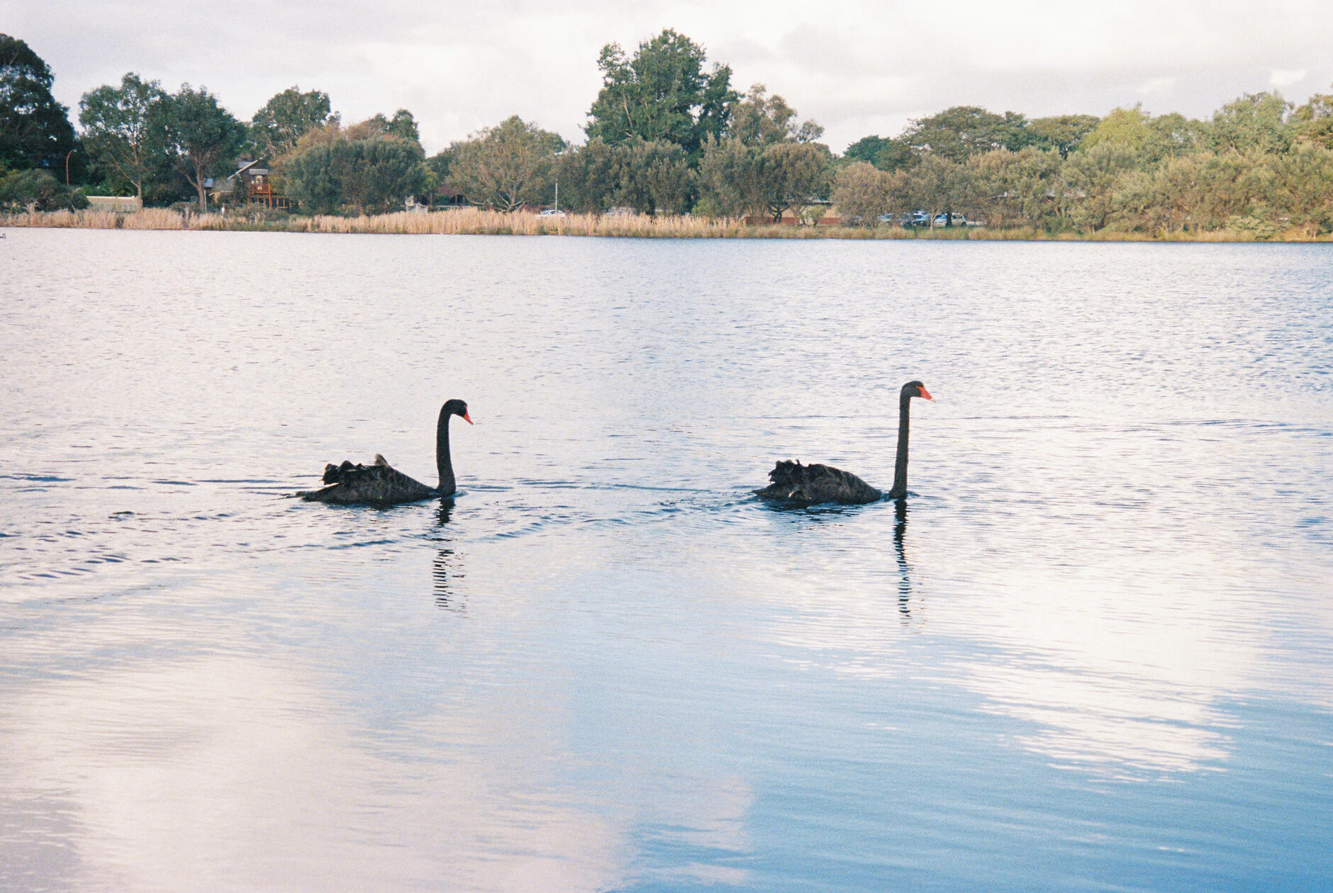 Nice Swans