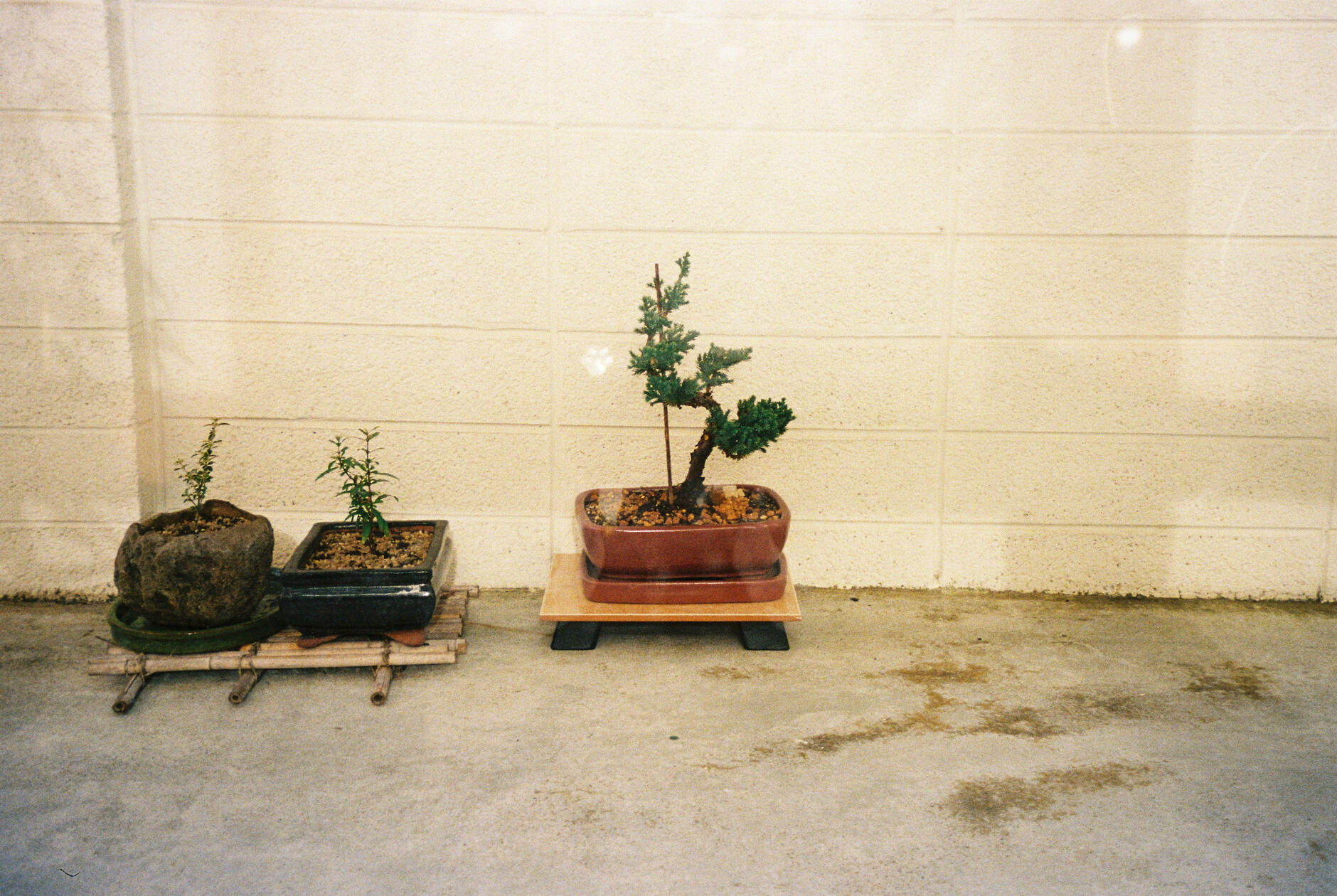 Plant